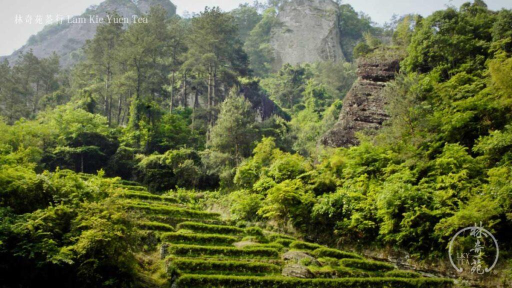 武夷山-林奇苑茶行