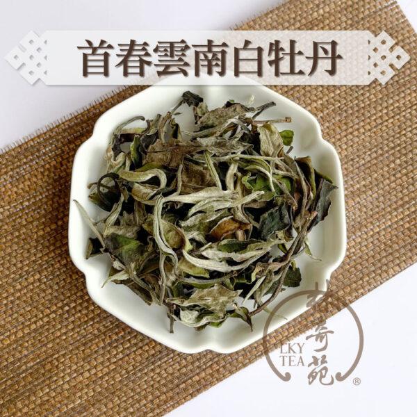 首春雲南白牡丹-林奇苑茶行